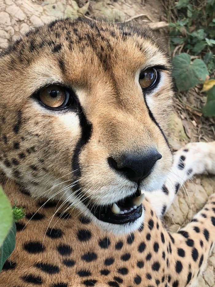 Cheetah