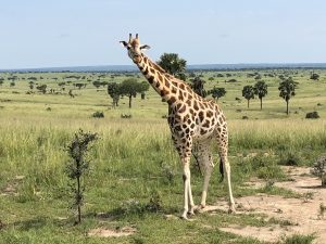 Giraffe im Murchison