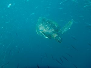 Die Seeschildkröten am Ende auch noch zu Gesicht bekommen