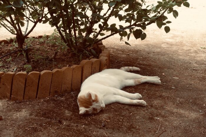 Katze